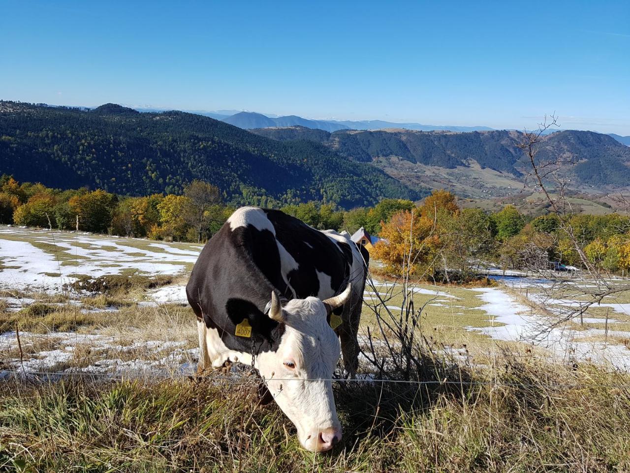 Zlatibor Apartmani Dm Tornik ภายนอก รูปภาพ